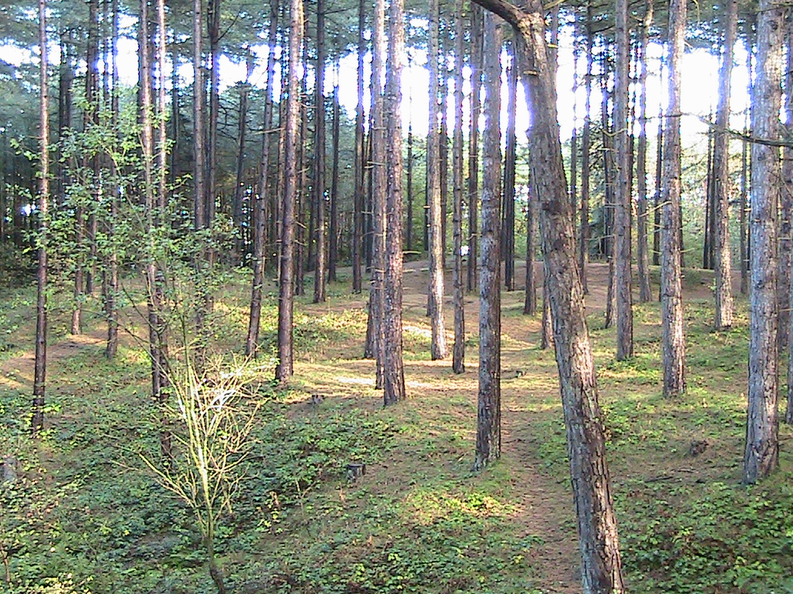 trees in a forest